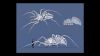 spidersketch4.JPG