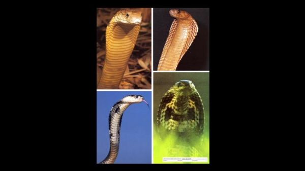 snakesketch2.JPG