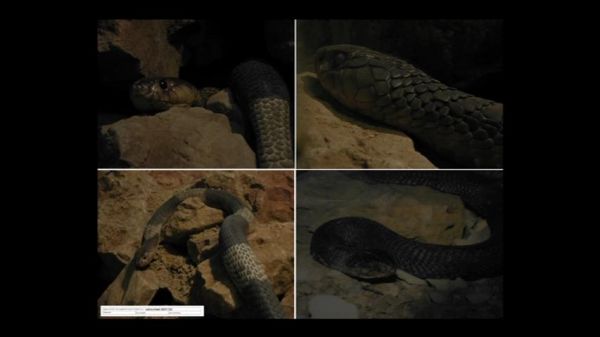 snakesketch3.JPG