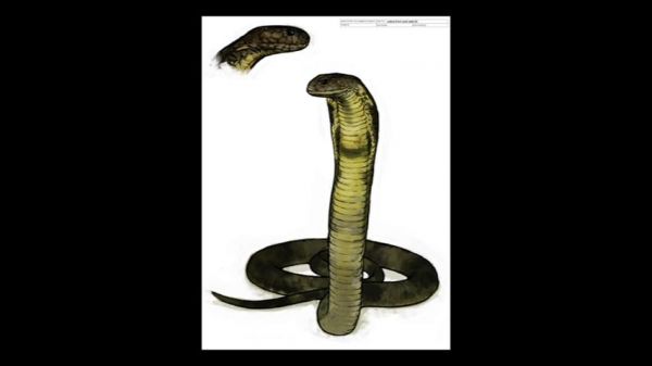 snakesketch5.JPG