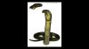 snakesketch5.JPG
