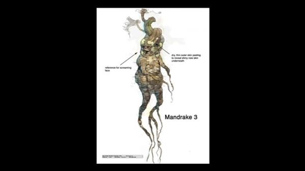 mandrakesketch3.JPG