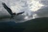 poa-highresolution04.jpg