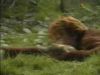 poadirectv181.jpg