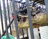 standinhorntail01.jpg