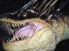 gofhorntail1_.jpg