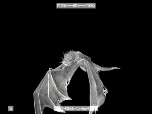 POTTER_GOBLET_OF_FIRE_BONUS-152.jpg