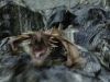 POTTER_GOBLET_OF_FIRE_BONUS-2_7.jpg
