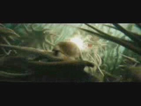 gof_trailer___HD474.jpg gof_trailer___HD474.jpg