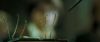 gof-hqtrailer_0_~0.jpg