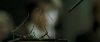 gof-hqtrailer_10.jpg