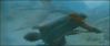goftvspot46.jpg