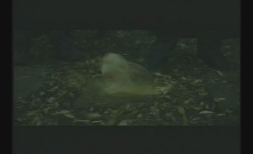 goftvspotc020.jpg
