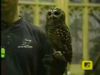 trl-gofvideo41.jpg