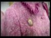 potterish_doc_figurino__0874.jpg