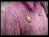 potterish_doc_figurino__0875.jpg