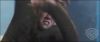 potterish_trelerecomeciais_teaser__08__.jpg