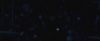 treiler2_odf_potterish__4__~2.jpg