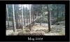 floresta_(3).jpg