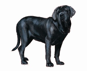 canino_gif.jpg