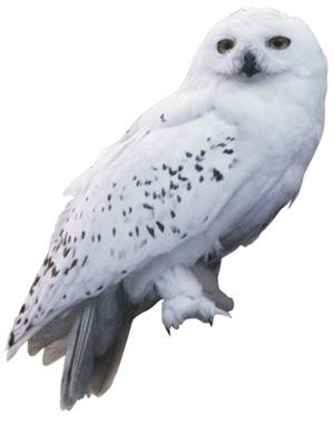 edwiges3.jpg