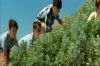 radcliffe_movies_decemberboys_15.jpg