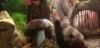 potterish_com_dan_screen_extra_0__28_06__2257.jpg