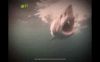 JOCAJ_401-_SHARK.jpg