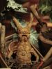 exposicao_mandragora.jpg