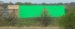 cosset13.jpg