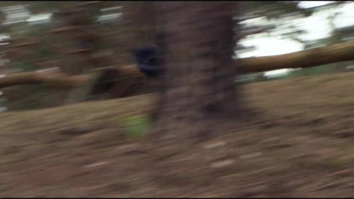 8E912DE2_HP7_ABC_FAMILY_INTERSTITIAL_FOREST_RUN_1080_088.jpg
