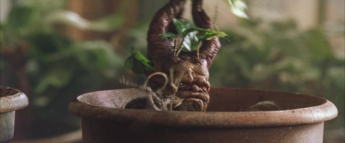 CS-Potterish_02231.jpg