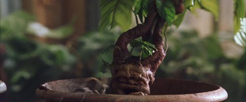 CS-Potterish_02233.jpg