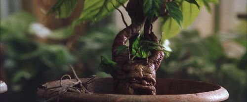 CS-Potterish_02234.jpg
