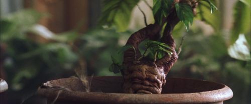 Click to view full size image
==============
CS-Potterish_02235.jpg CS-Potterish_02235.jpg