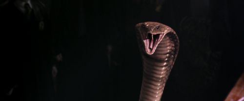 CS-Potterish_04711.jpg