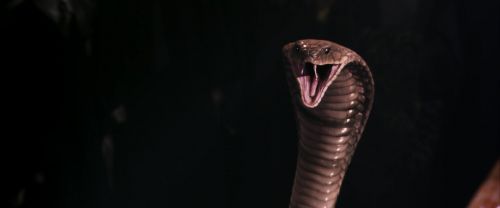 CS-Potterish_04712.jpg