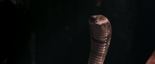 CS-Potterish_04715.jpg
