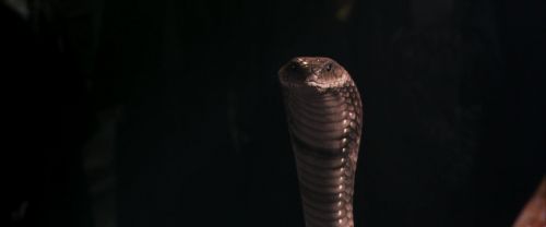 CS-Potterish_04716.jpg