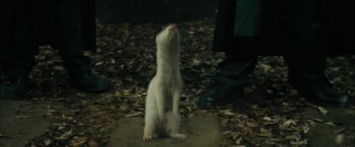 CdF-Potterish_3245.jpg