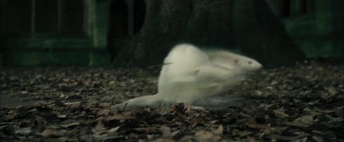 Click to view full size image
==============
CdF-Potterish_3278.jpg CdF-Potterish_3278.jpg