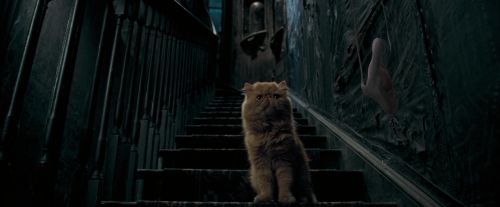 Click to view full size image
==============
OdF-Potterish_1050.jpg OdF-Potterish_1050.jpg