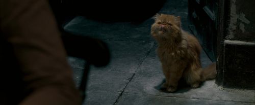Click to view full size image
==============
OdF-Potterish_1112.jpg OdF-Potterish_1112.jpg