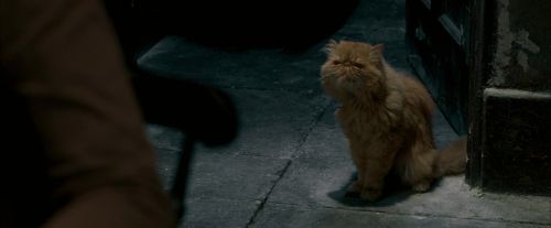 Click to view full size image
==============
OdF-Potterish_1113.jpg OdF-Potterish_1113.jpg