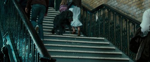 Click to view full size image
==============
OdF-Potterish_1868.jpg OdF-Potterish_1868.jpg