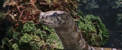 Click to view full size image
==============
PF-Potterish_00582.jpg PF-Potterish_00582.jpg