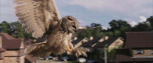 Click to view full size image
==============
PF-Potterish_00739.jpg PF-Potterish_00739.jpg