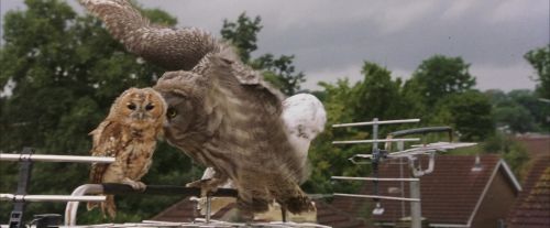 Click to view full size image
==============
PF-Potterish_00826.jpg PF-Potterish_00826.jpg