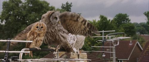 Click to view full size image
==============
PF-Potterish_00827.jpg PF-Potterish_00827.jpg
