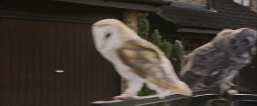 PF-Potterish_00866.jpg